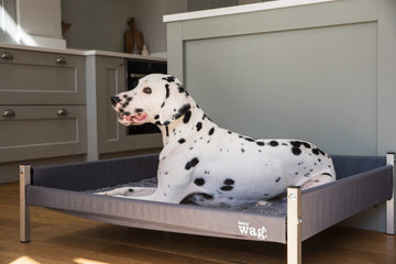 Elevated Dog Bed – Comfortable, Supportive, and Hygienic