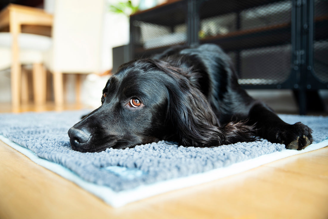 Noodle Pet Mat – Highly Absorbent Microfibre for Pets