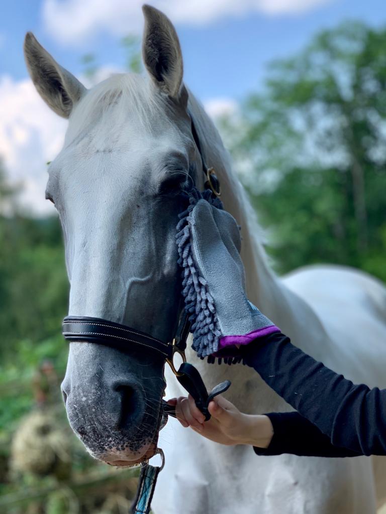 Equine Drying Glove – Soft & Highly Absorbent Microfibre