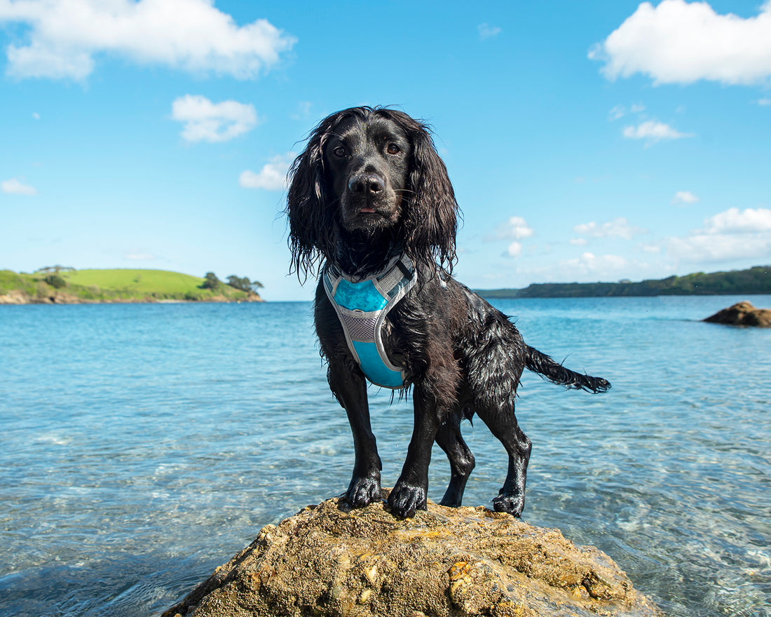 Dog Travel Harness – Comfortable & Secure for Car Travel and Walks