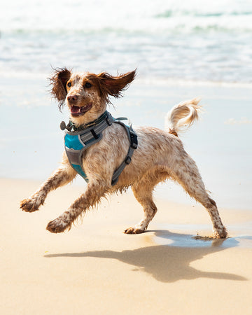 Dog Travel Harness – Comfortable & Secure for Car Travel and Walks