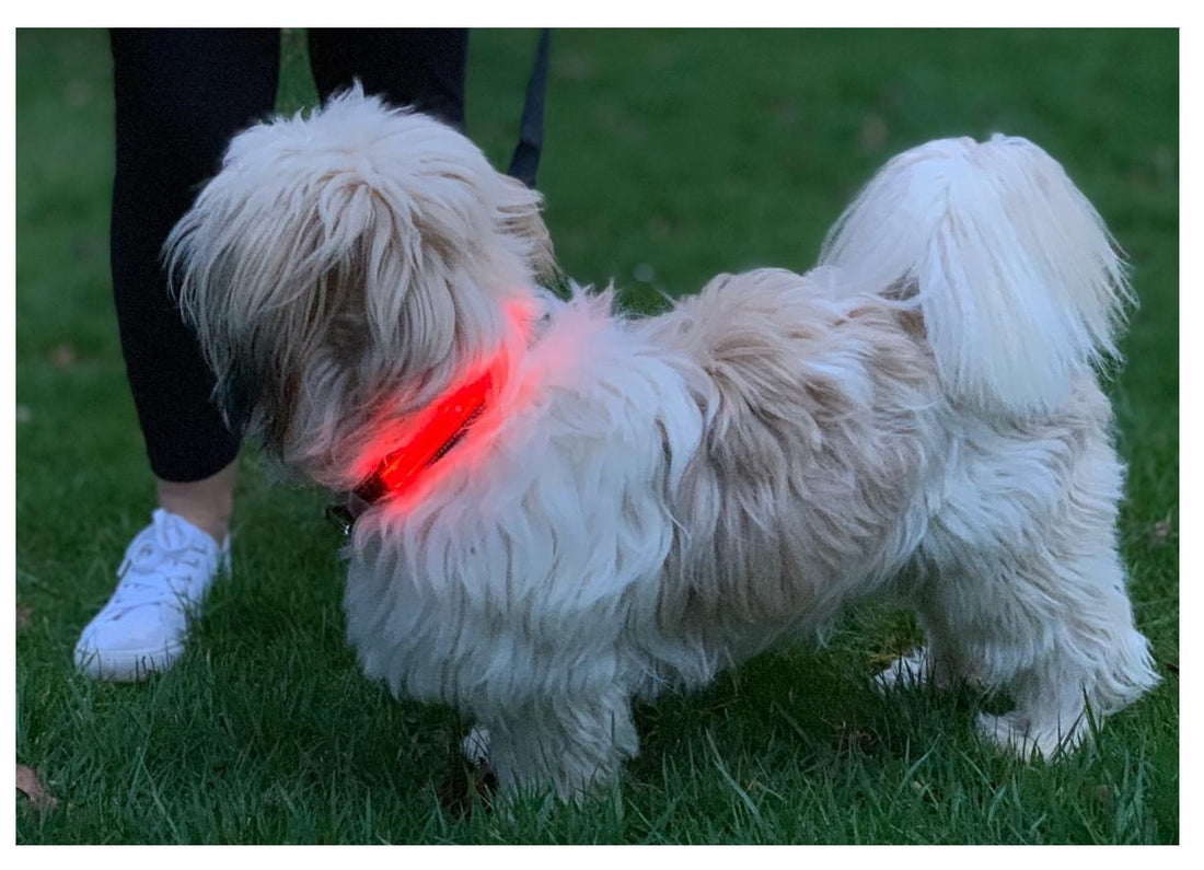Red LED Dog Collar – Rechargeable & Reflective for Nighttime Safety