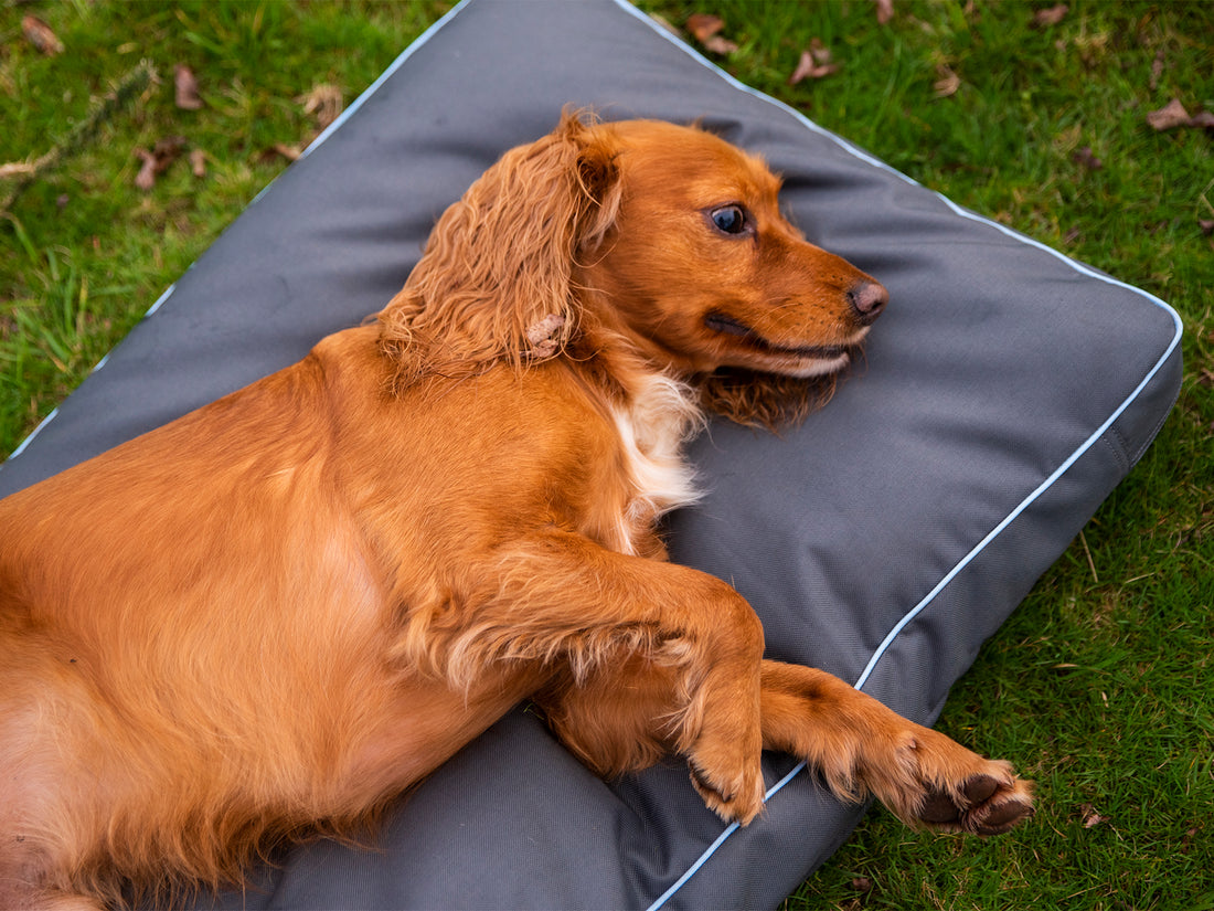 Brecon Adventure Dog Bed – Waterproof & Comfortable for Outdoor Adventures
