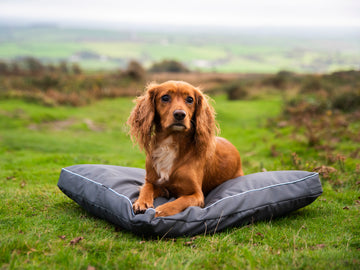 Brecon Adventure Dog Bed – Waterproof & Comfortable for Outdoor Adventures