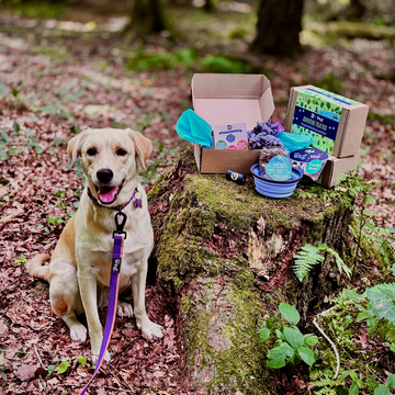 Dewkes & Henry Wag Adventure Treat Box – Outdoor Dog Essentials