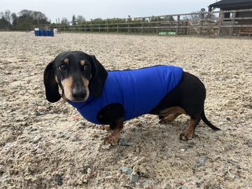 Doggy Concepts Royal Blue Dog Puffer Coat