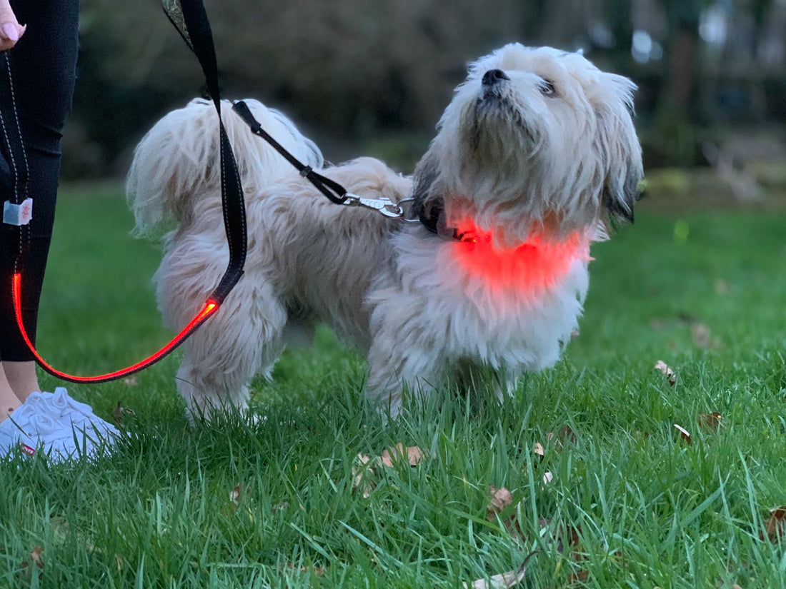 Red LED Dog Lead – Rechargeable & Reflective for Nighttime Walks