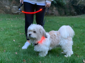 Red LED Dog Lead – Rechargeable & Reflective for Nighttime Walks