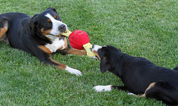 Jolly Tug – Durable Tug-of-War Toy with Squeak and Fun Features