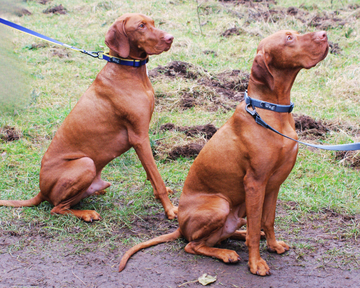Comfort Dog Collar with Reflective Stitching