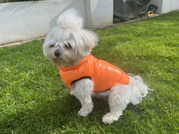 Neon Orange Dog Puffer Coat