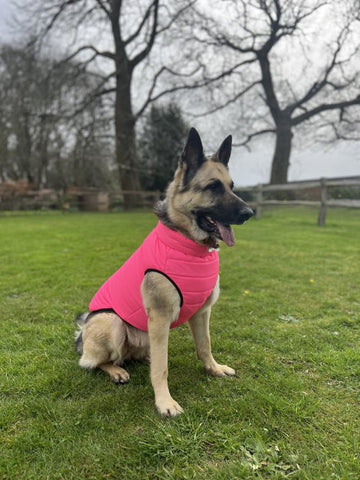 Hot Pink Dog Puffer Coat
