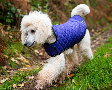 Henry Wag Quilted Dog Jacket – Purple