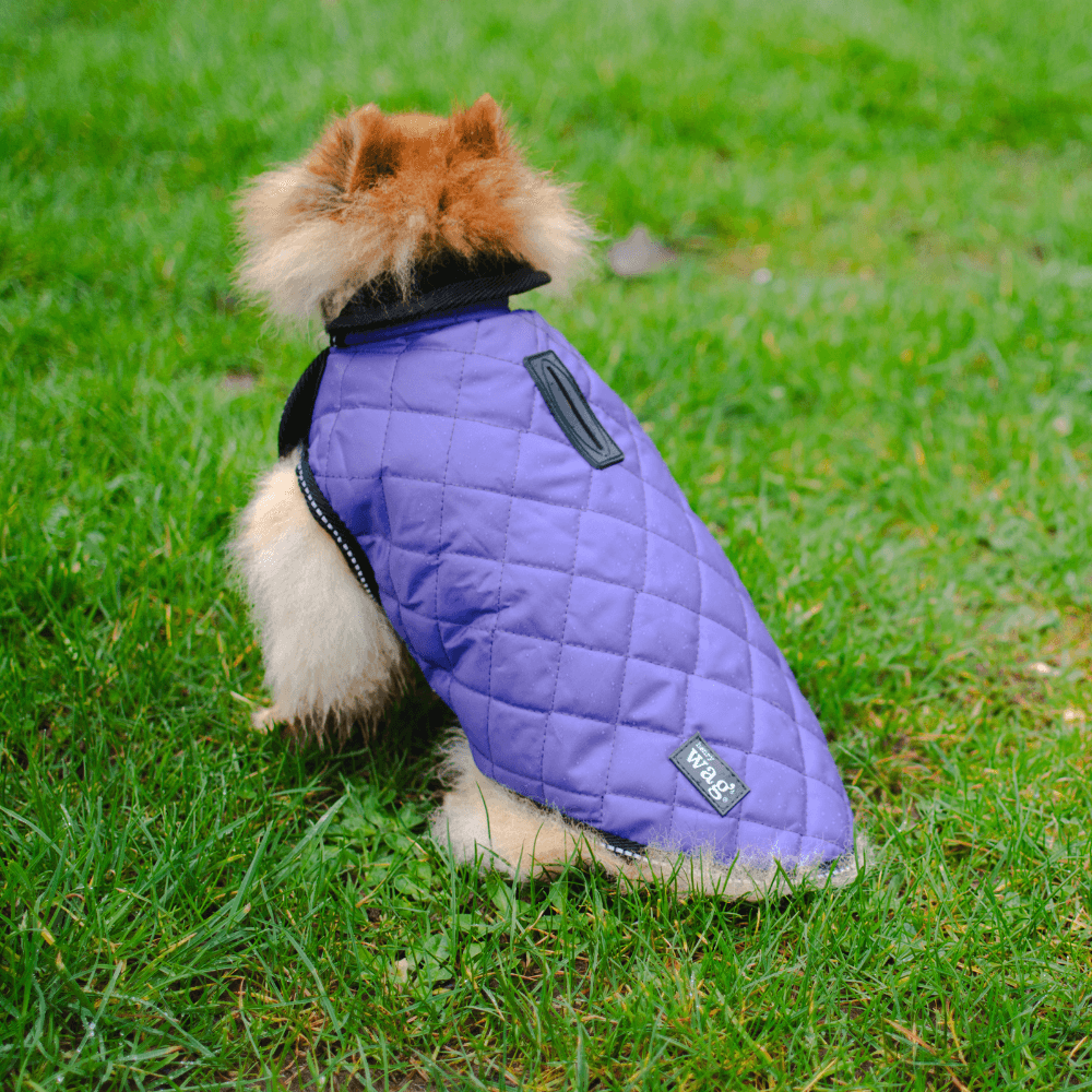 Henry Wag Quilted Dog Jacket – Purple
