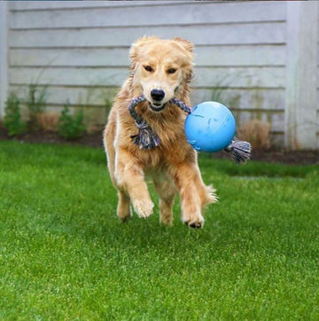 Romp n Roll Dog Ball – Floatable, Durable & Scented for Active Play