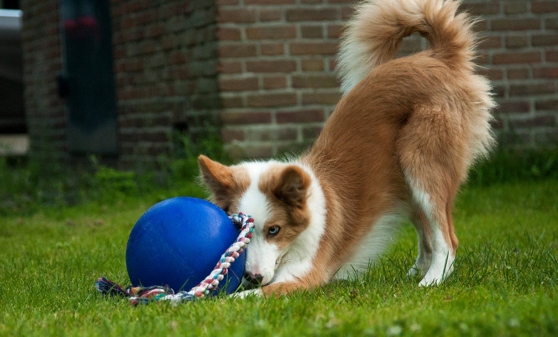Romp n Roll Dog Ball – Floatable, Durable & Scented for Active Play