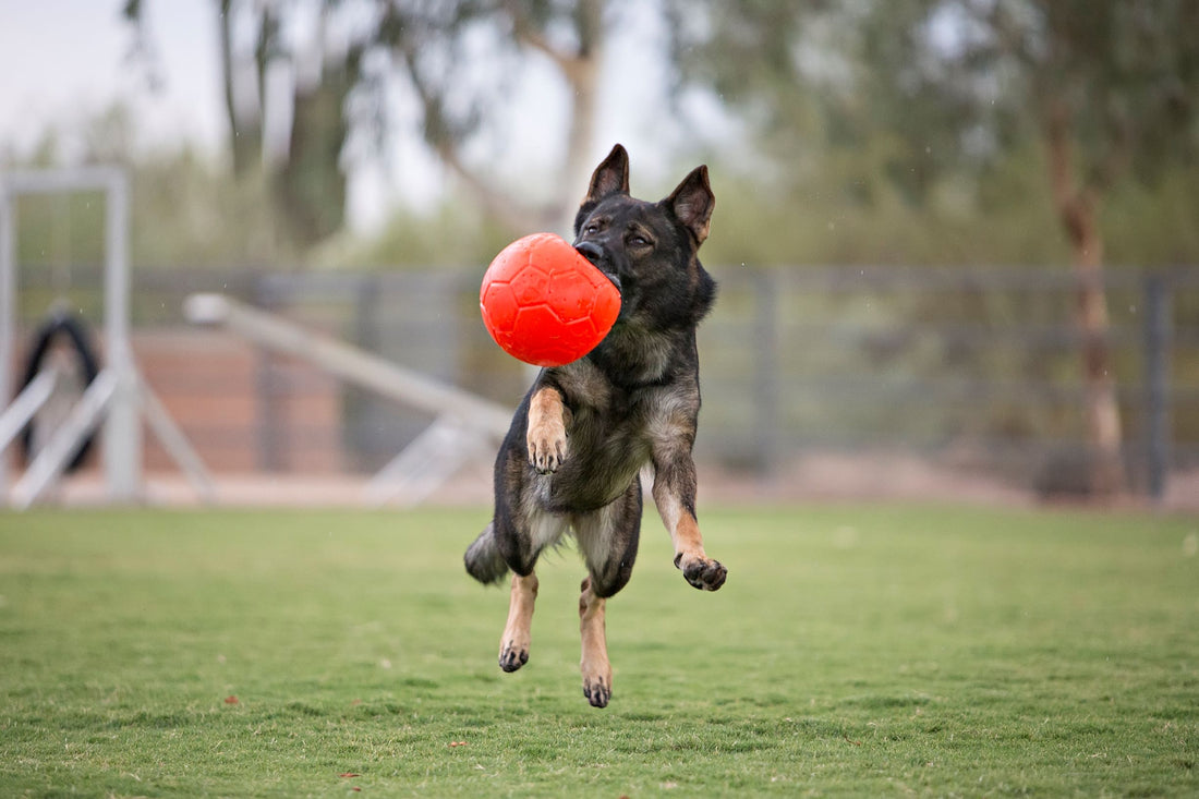 Jolly Soccer Ball – Durable, Puncture-Proof Dog Toy