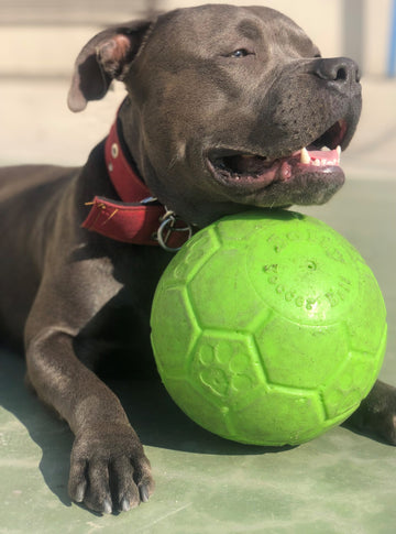 Jolly Soccer Ball – Durable, Puncture-Proof Dog Toy