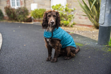 Henry Wag Quilted Dog Jacket – Teal
