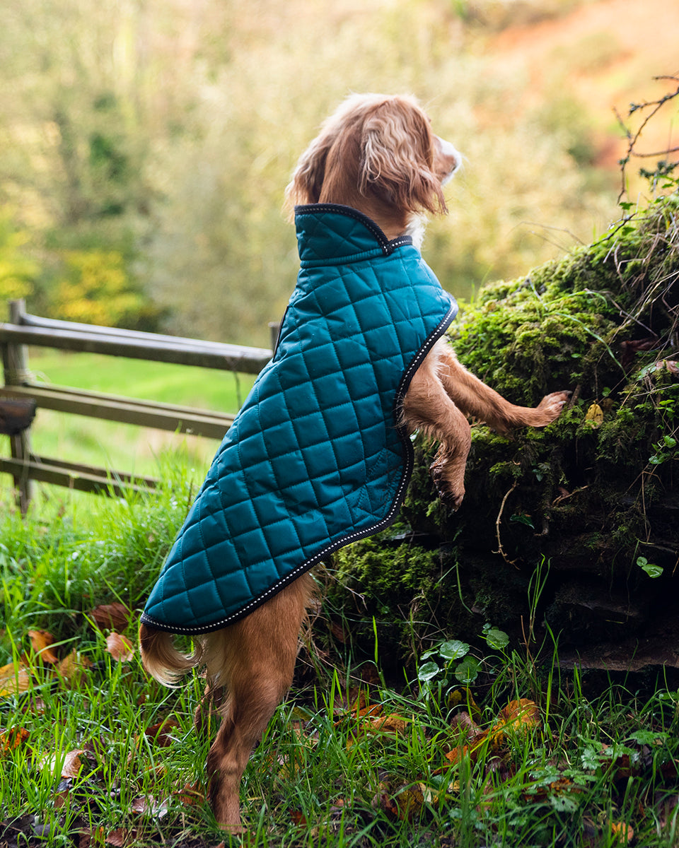 Henry Wag Quilted Dog Jacket – Teal