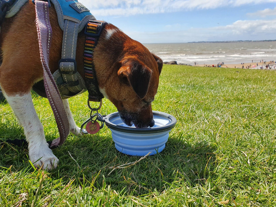 Collapsible Travel Bowl – Compact, Convenient, and BPA-Free Bowl
