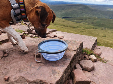 Collapsible Travel Bowl – Compact, Convenient, and BPA-Free Bowl