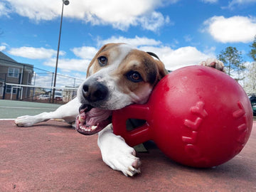 Tug-n-Toss Dog Toy – Scented, Durable & Floatable for Fetch and Play