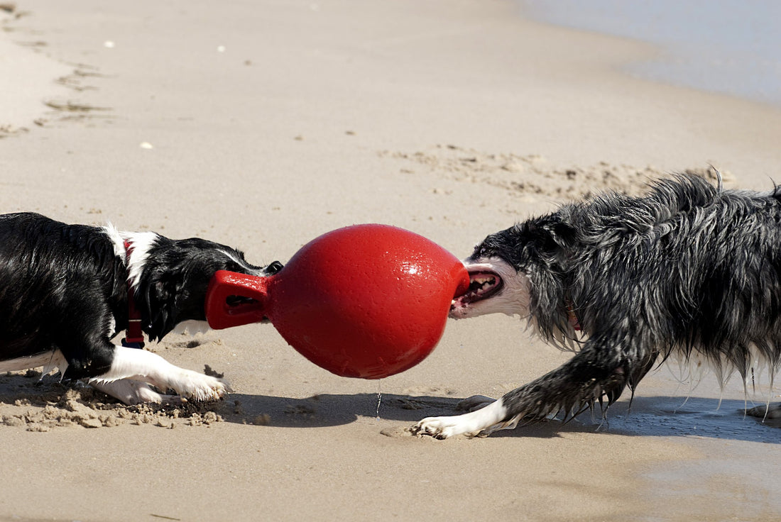 Tug-n-Toss Dog Toy – Scented, Durable & Floatable for Fetch and Play