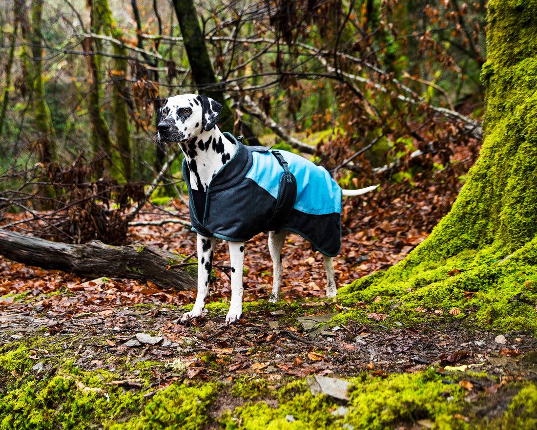 Waterproof Dog Coat
