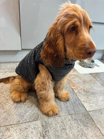 Jet Black Dog Puffer Coat